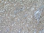 BAX Antibody in Immunohistochemistry (Paraffin) (IHC (P))