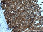 BAX Antibody in Immunohistochemistry (Paraffin) (IHC (P))