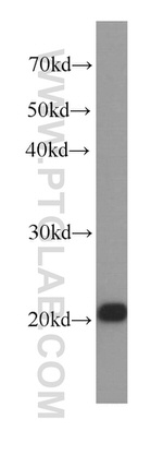 BAX Antibody in Western Blot (WB)