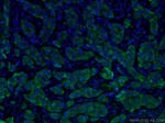 TNF alpha Antibody in Immunohistochemistry (PFA fixed) (IHC (PFA))