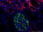 E-cadherin Antibody in Immunohistochemistry (PFA fixed) (IHC (PFA))