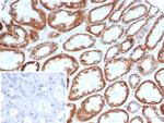 CD269/TNFRSF17/BCMA (B-Cell Maturation Protein) Antibody in Immunohistochemistry (Paraffin) (IHC (P))