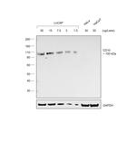 Goat IgG (H+L) Secondary Antibody in Western Blot (WB)