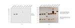 Goat IgG (H+L) Secondary Antibody in Western Blot (WB)