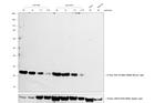 Mouse IgG (H+L) Secondary Antibody in Western Blot (WB)