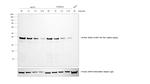 Rat IgG (H+L) Secondary Antibody in Western Blot (WB)