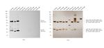 Rat IgG (H+L) Secondary Antibody in Western Blot (WB)