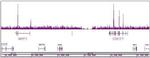 TCF7L1 / TCF3 Antibody in ChIP-Sequencing (ChIP-Seq)