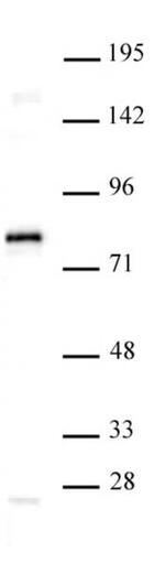 TCF7L1 / TCF3 Antibody in Western Blot (WB)