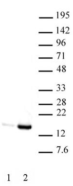 Histone H3K9ac Antibody in Western Blot (WB)