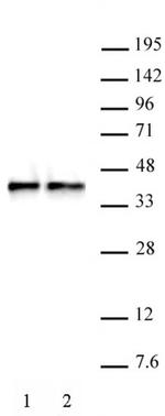 WDR5 Antibody in Western Blot (WB)