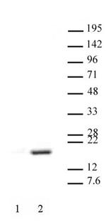 Histone H3R17me2aK18ac Antibody in Western Blot (WB)