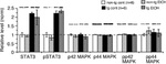 ERK1/ERK2 Antibody in Western Blot (WB)