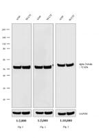 Rat IgG (H+L) Secondary Antibody in Western Blot (WB)