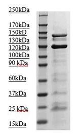 Phospho-JAK2 (Tyr1007, Tyr1008) Antibody in Western Blot (WB)