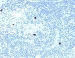 RXRB Antibody in Immunohistochemistry (Paraffin) (IHC (P))