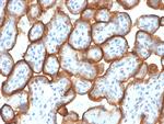 VISTA/B7-H5/VSIR (Negative Regulator of Immune Response) Antibody in Immunohistochemistry (Paraffin) (IHC (P))