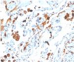 Pulmonary Surfactant-Associated Protein D (SFTPD) Antibody in Immunohistochemistry (Paraffin) (IHC (P))