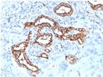 Pulmonary Surfactant-Associated Protein D (SFTPD) Antibody in Immunohistochemistry (Paraffin) (IHC (P))