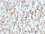 Interleukin-25 (IL-25)/IL-17E Antibody in Immunohistochemistry (Paraffin) (IHC (P))