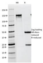 gp100/Melanosome/PMEL17/SILV (Melanoma Marker) Antibody in SDS-PAGE (SDS-PAGE)