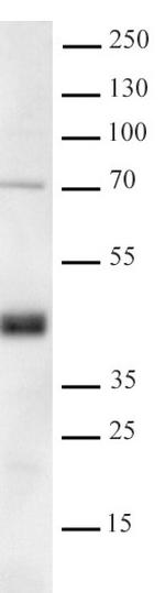 Bcl7A Antibody in Western Blot (WB)