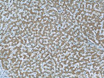 Caspase 8 Antibody in Immunohistochemistry (Paraffin) (IHC (P))