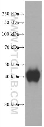 ORM1/2 Antibody in Western Blot (WB)