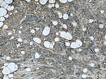 Clusterin Antibody in Immunohistochemistry (Paraffin) (IHC (P))