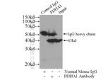 PDH E1 alpha Antibody in Immunoprecipitation (IP)