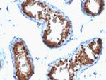 SUMO-2/3 Antibody in Immunohistochemistry (Paraffin) (IHC (P))