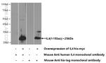 IL-4 Antibody in Western Blot (WB)