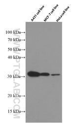 14-3-3 sigma Antibody in Western Blot (WB)