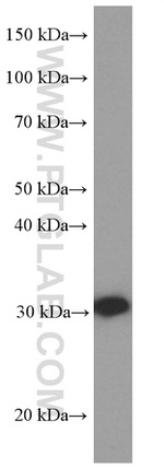 14-3-3 sigma Antibody in Western Blot (WB)