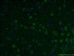 GLS Antibody in Immunohistochemistry (PFA fixed) (IHC (PFA))