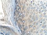 SFRP2 Antibody in Immunohistochemistry (Paraffin) (IHC (P))