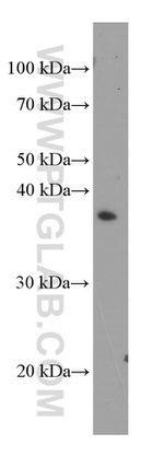 SFRP2 Antibody in Western Blot (WB)