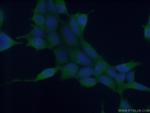 ASNA1 Antibody in Immunocytochemistry (ICC/IF)