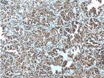 ASNA1 Antibody in Immunohistochemistry (Paraffin) (IHC (P))