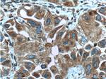 ASNA1 Antibody in Immunohistochemistry (Paraffin) (IHC (P))