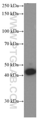 ASNA1 Antibody in Western Blot (WB)