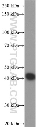 ASNA1 Antibody in Western Blot (WB)