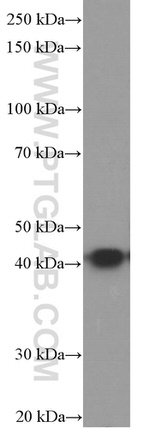 ASNA1 Antibody in Western Blot (WB)