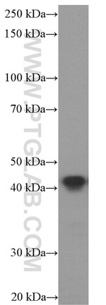 ASNA1 Antibody in Western Blot (WB)