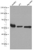 Occludin Antibody in Western Blot (WB)