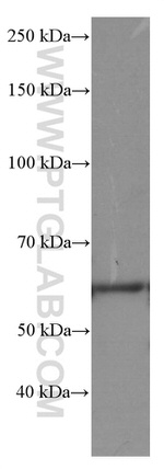 Occludin Antibody in Western Blot (WB)