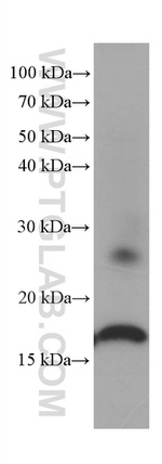 Lysozyme Antibody in Western Blot (WB)