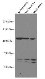 SP1 Antibody in Western Blot (WB)