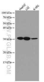 HMGB1 Antibody in Western Blot (WB)