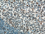 HMGB1 Antibody in Immunohistochemistry (Paraffin) (IHC (P))